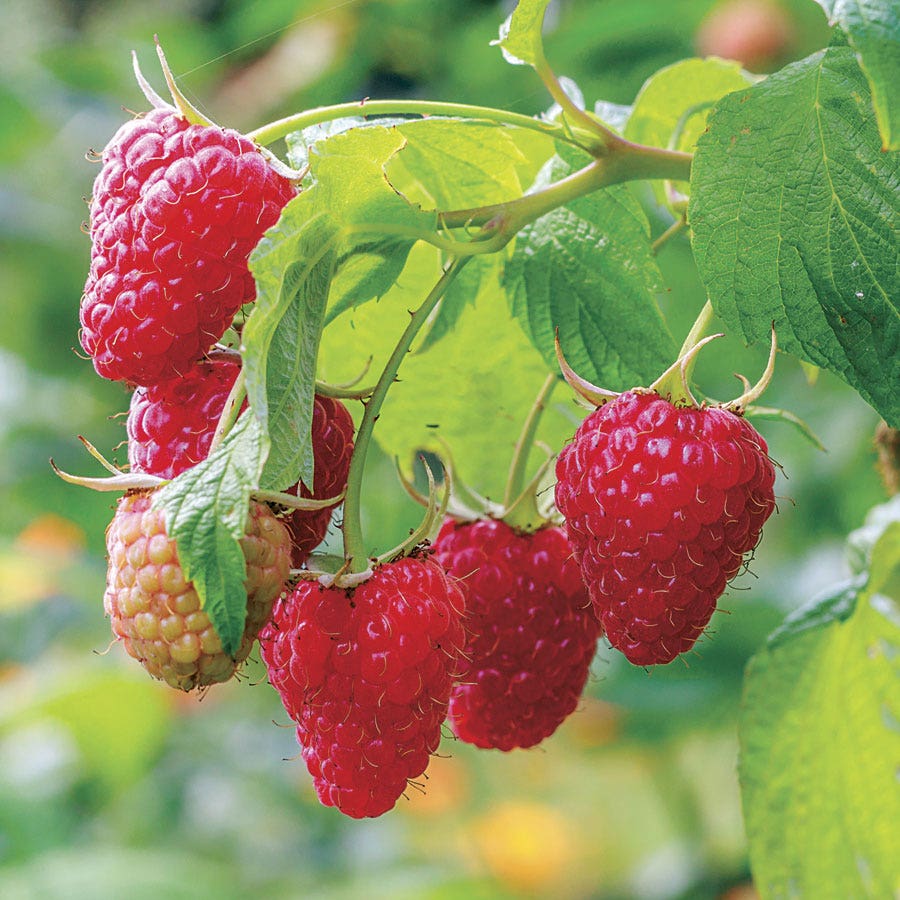raspberry plant from seed Raspberry 'Caroline'