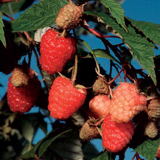 Raspberry 'Caroline'