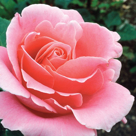 'Bewitched' Hybrid Tea Rose