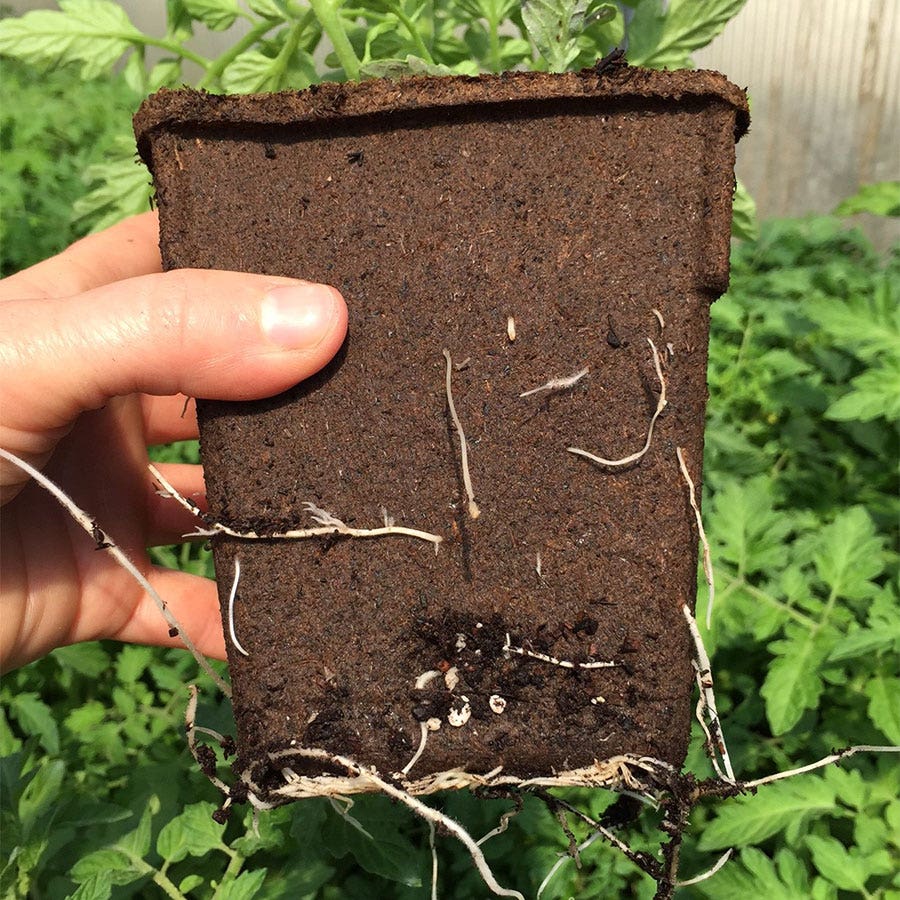 CowPots 4-inch Tall Biodegradable - Pack of 22