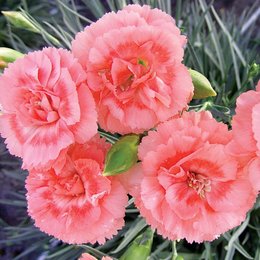 dianthus indoor plant Dianthus SCENT FIRST® Tall Romance