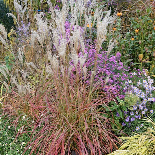 Miscanthus 'Little Miss'