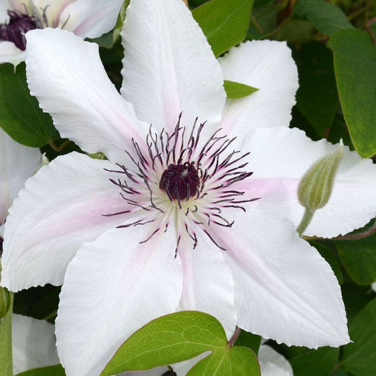 Clematis 'The Countess of Wessex'