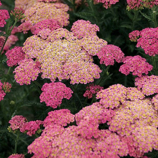 Achillea 'Sassy Summer Taffy'