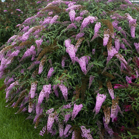 Buddleia 'Pink Cascade'