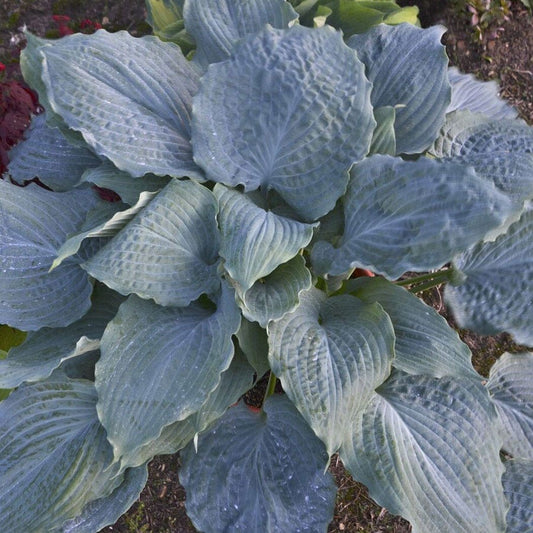 Hosta Shadowland® 'Diamond Lake'