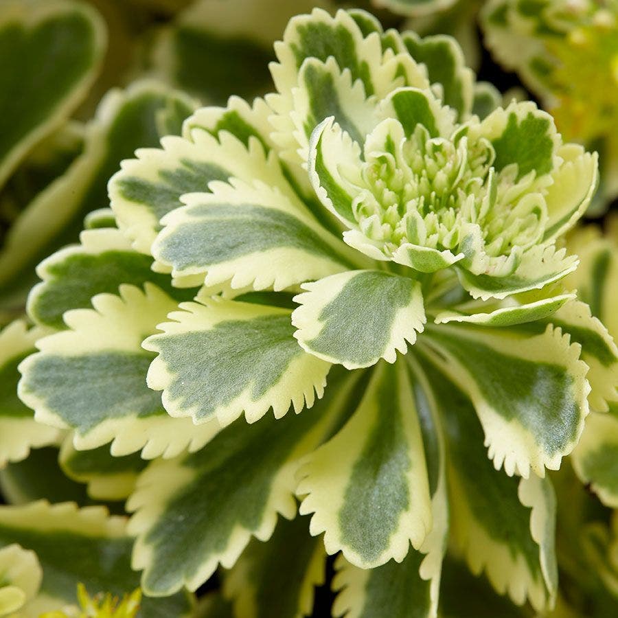 Sedum Atlantis™