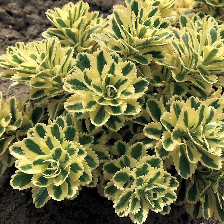 Sedum Atlantis™