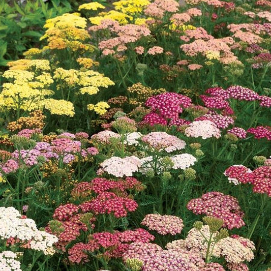 Achillea Rainbow Mix