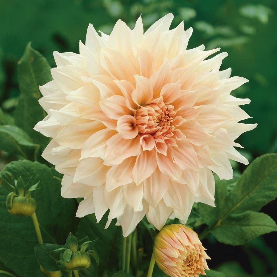 dahlia seeds cafe au lait 'Cafe Au Lait' Dahlia Bulb