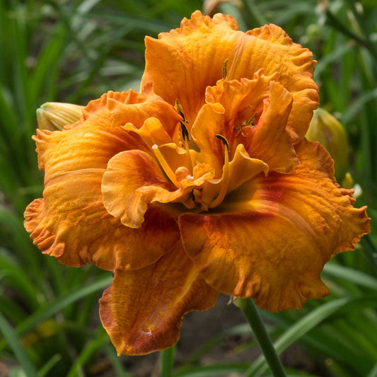 Hemerocallis 'Awesome Luck'