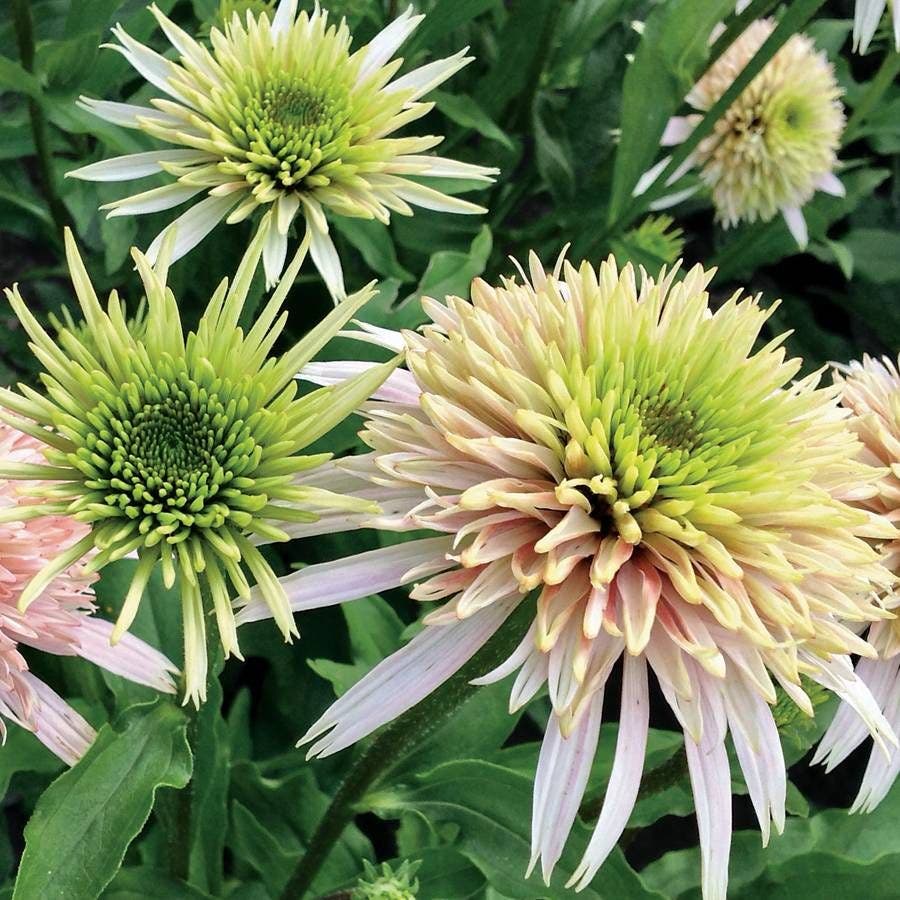 cherry fluff echinacea seeds Echinacea Cone-fections™ 'Cherry Fluff'