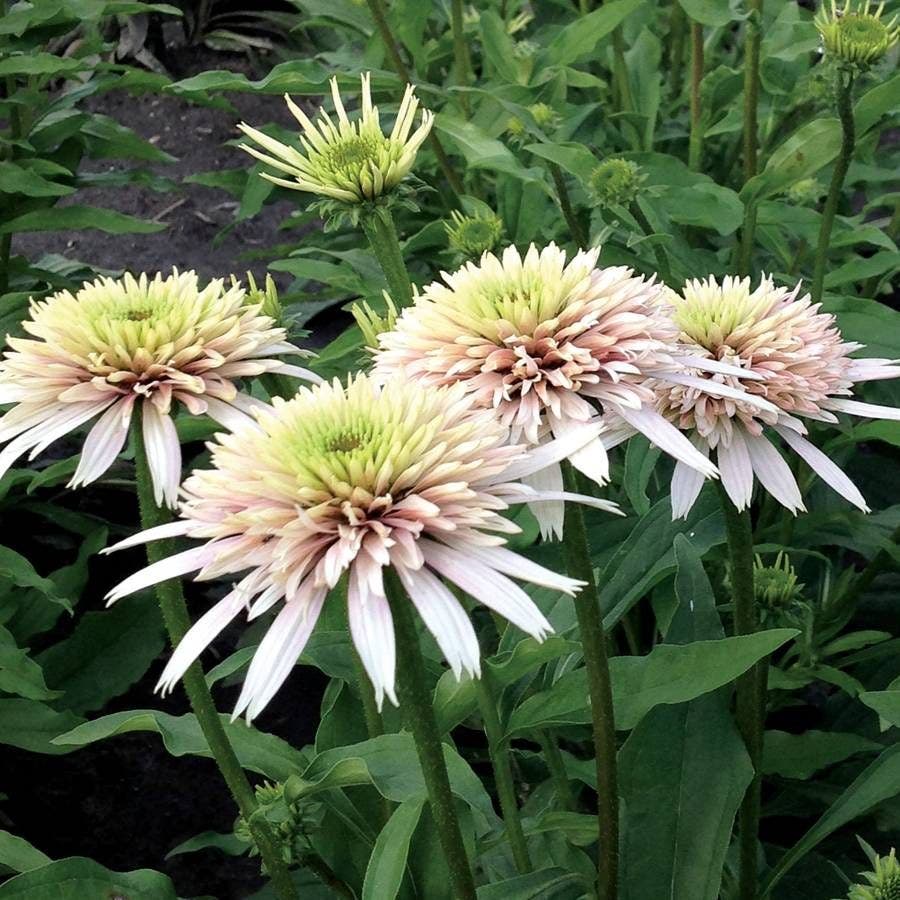 Echinacea Cone-fections™ 'Cherry Fluff'