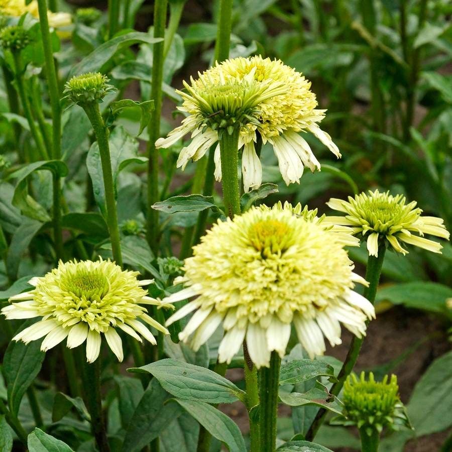 Echinacea Cone-fections™ 'Honeydew'