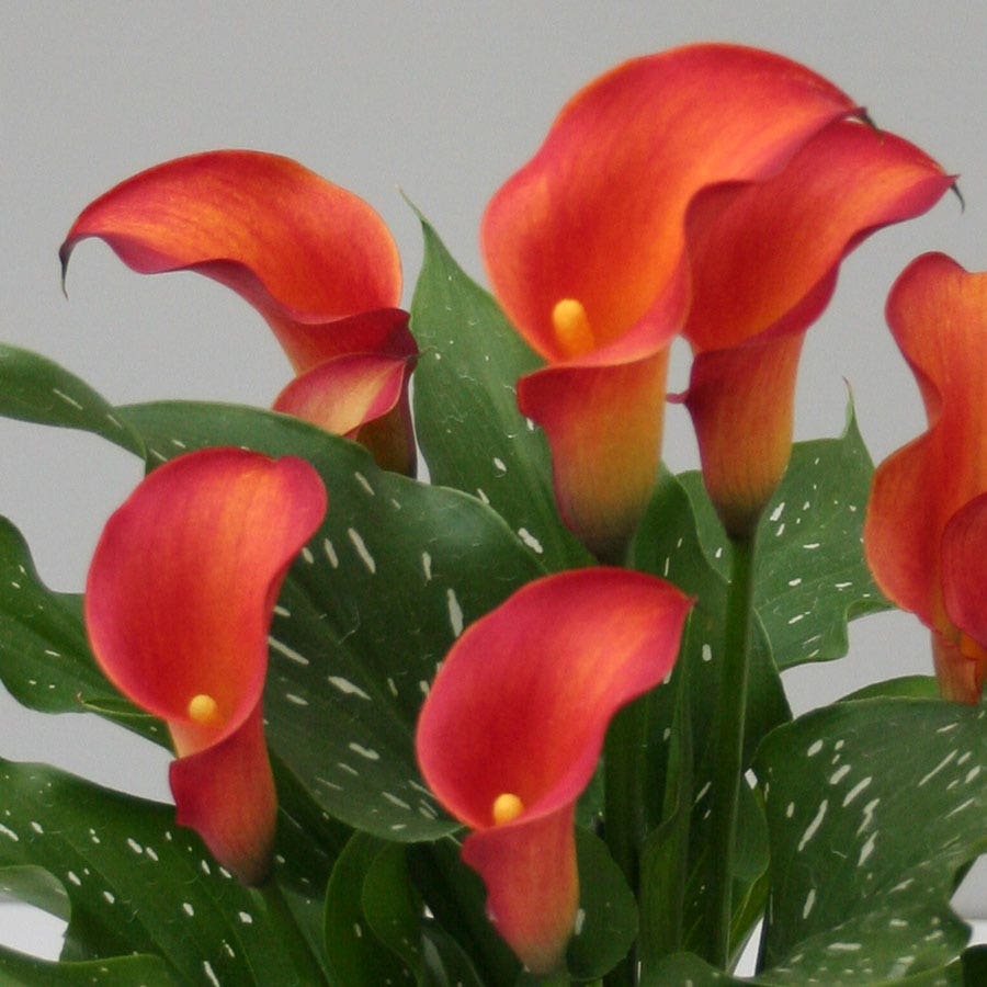 Calla 'Captain Trinity'®