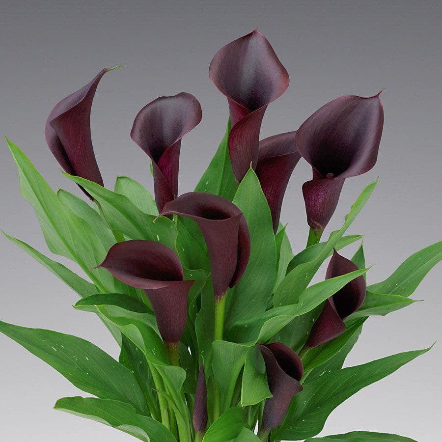 calla lily flower seeds Calla Lily Odessa Bulb – Park Seed