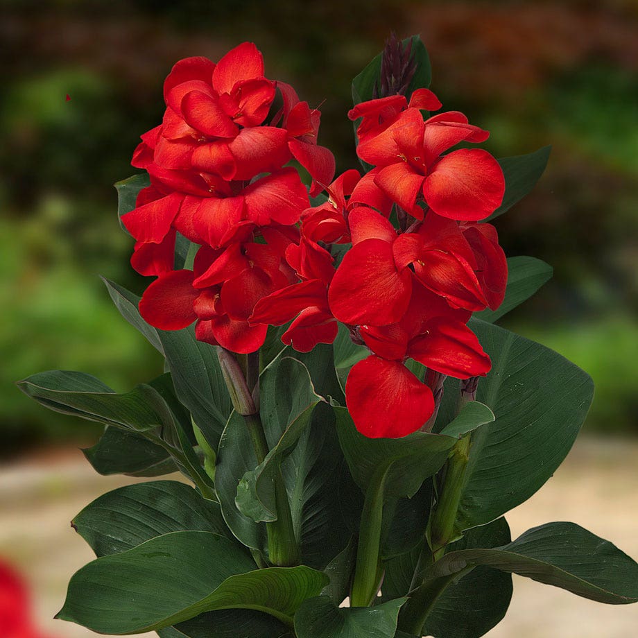 CannaSol™ Happy Carmen® Bulbs