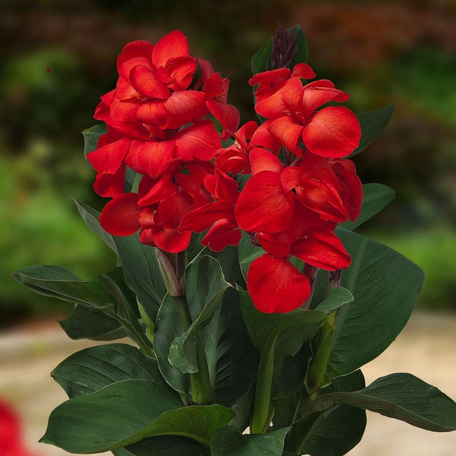 CannaSol™ Happy Carmen® Bulbs