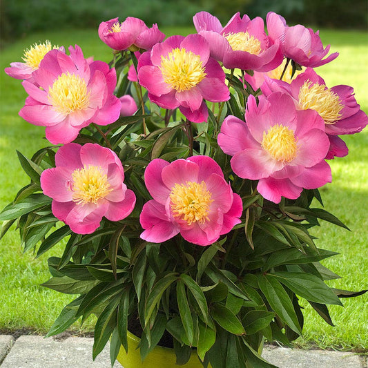Paeonia 'Kiev'®