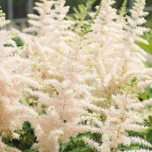 Astilbe 'Milk and Honey'
