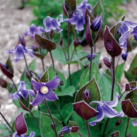 Clematis 'Stand By Me'
