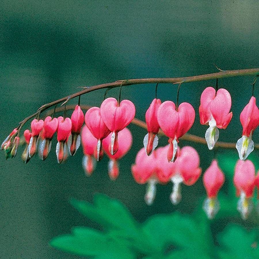 Dicentra spectabilis