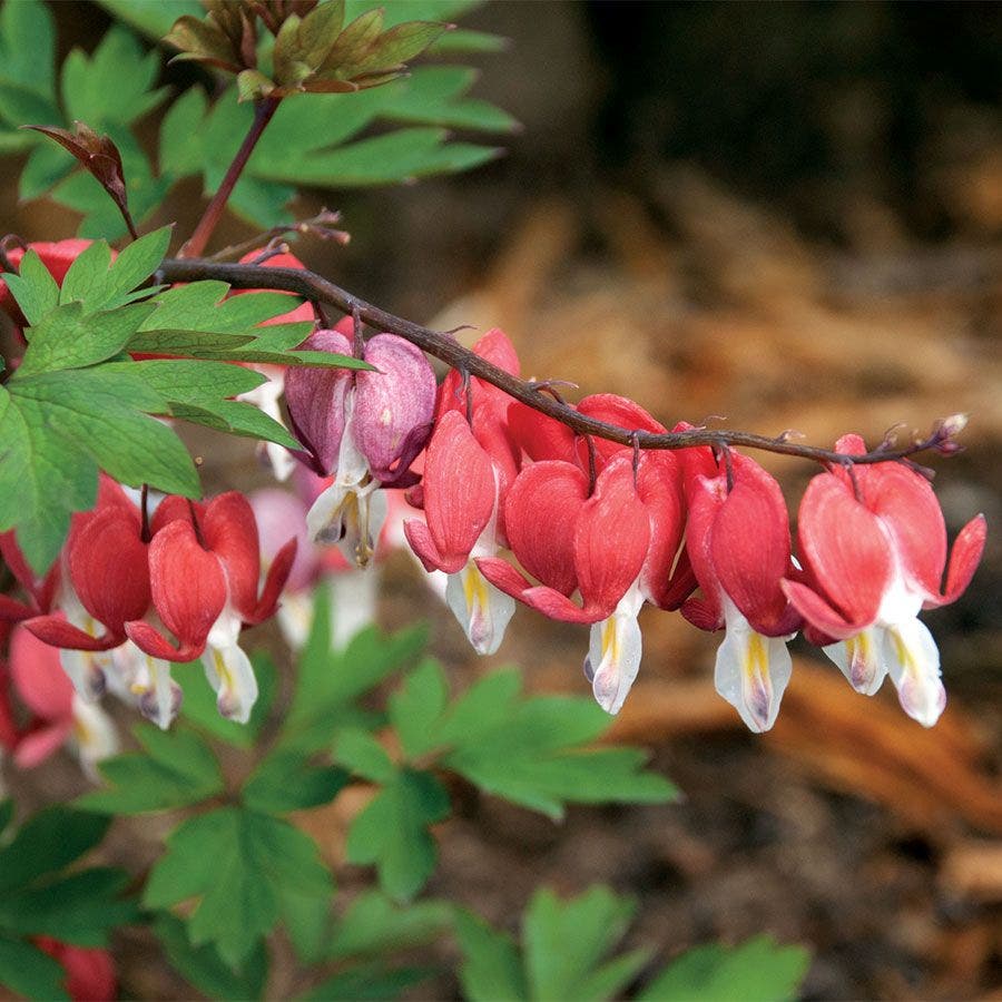Dicentra Valentine®