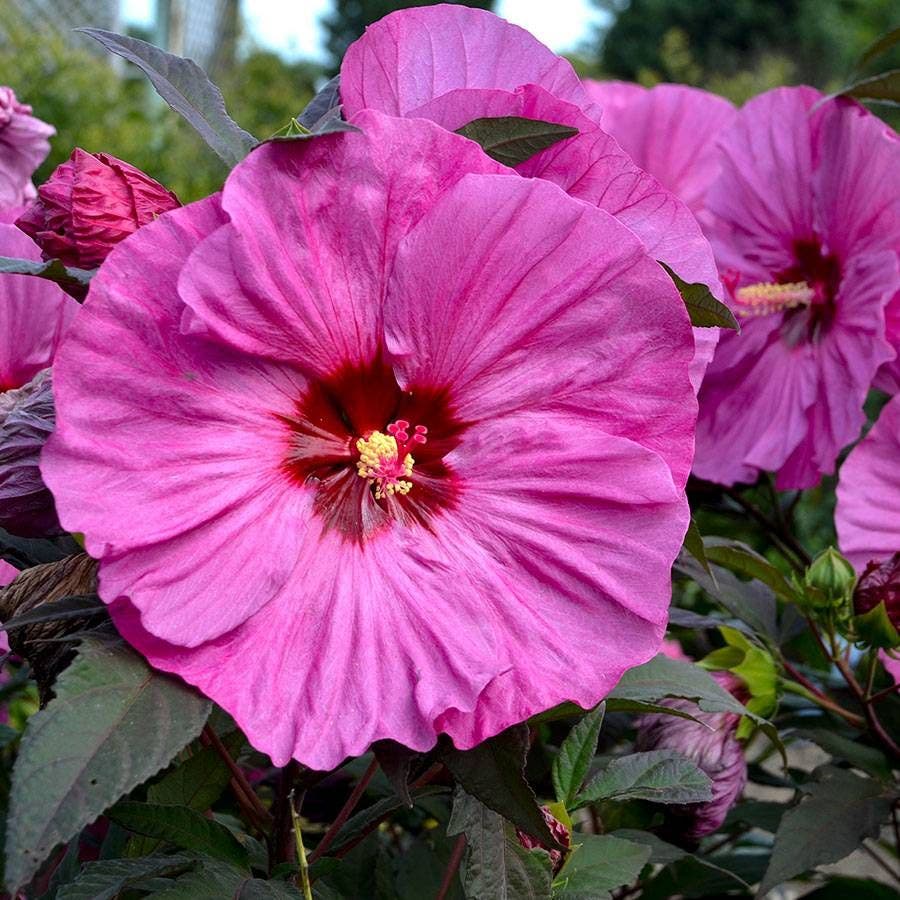 Hibiscus Summerific® 'Berry Awesome' Rose Mallow