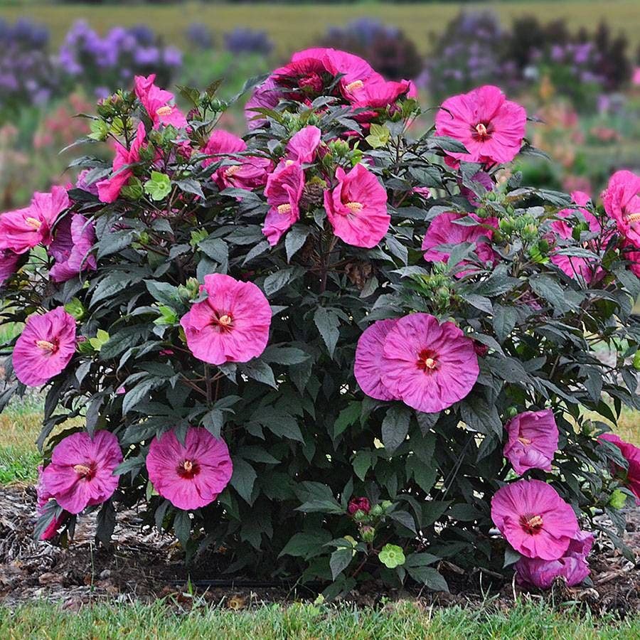 Hibiscus Summerific® 'Berry Awesome' Rose Mallow