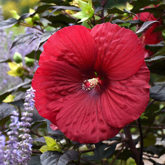 Hibiscus Summerific® 'Holy Grail' Rose Mallow