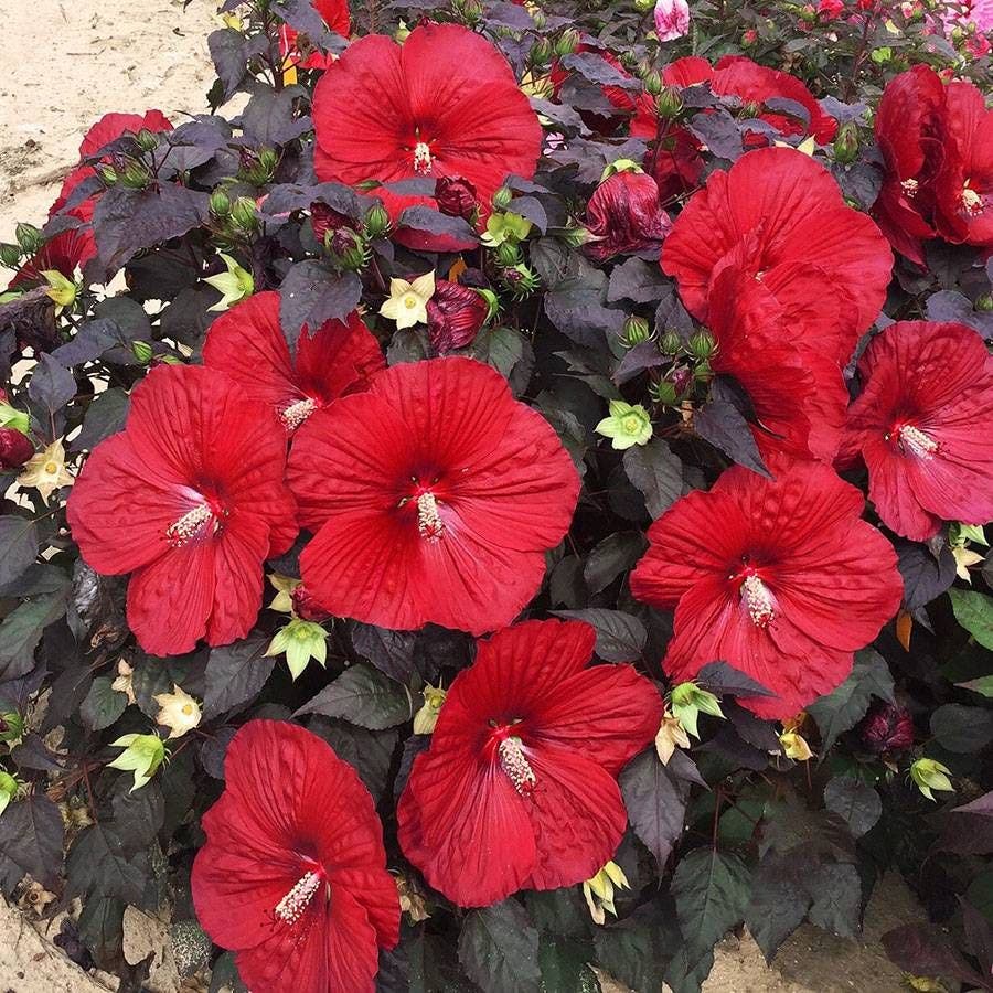 Hibiscus Summerific® 'Holy Grail' Rose Mallow