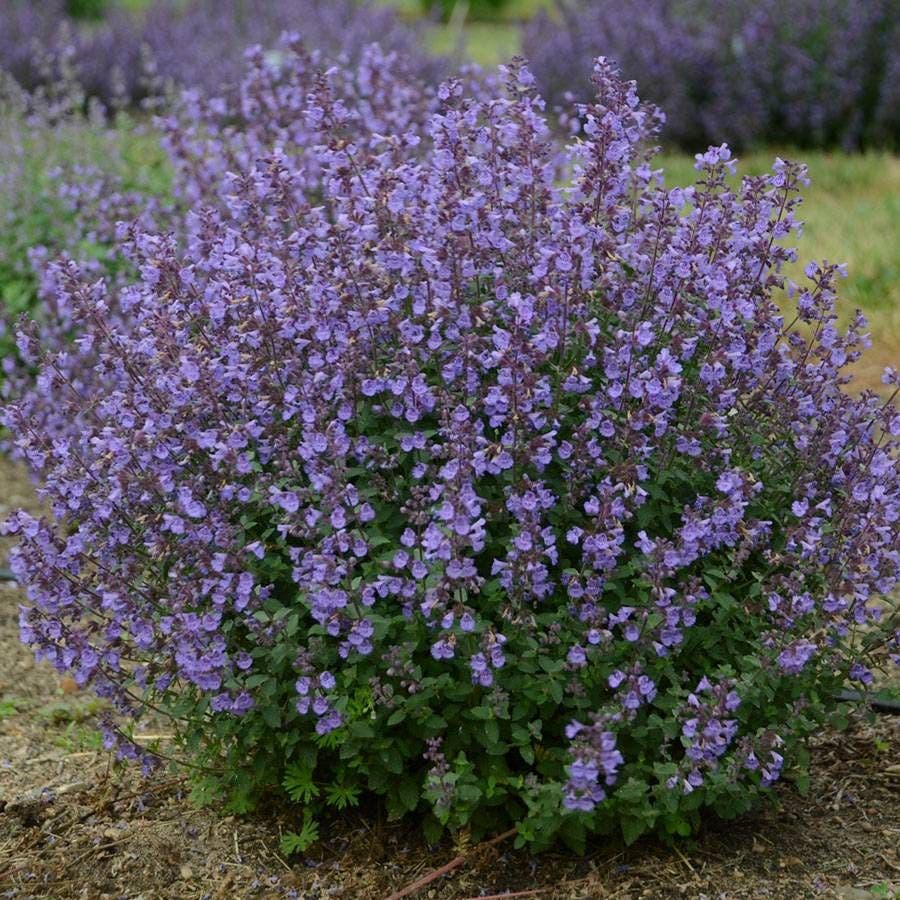 Nepeta faassenii Kitten Around