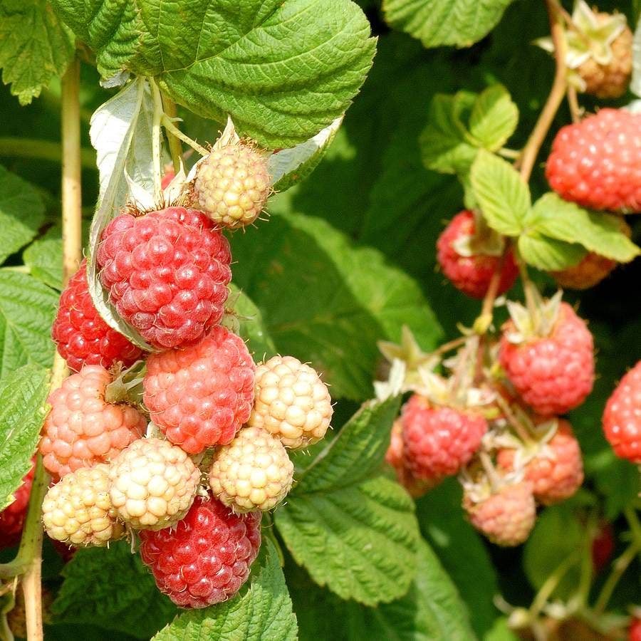 Rubus Encore Raspberry