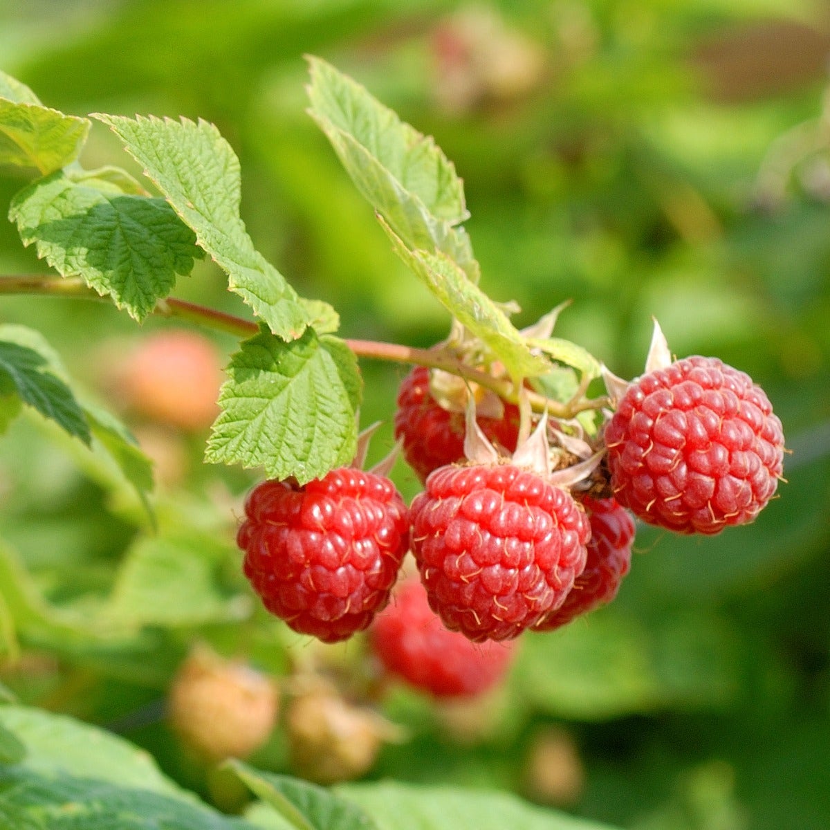 Rubus Nova Raspberry
