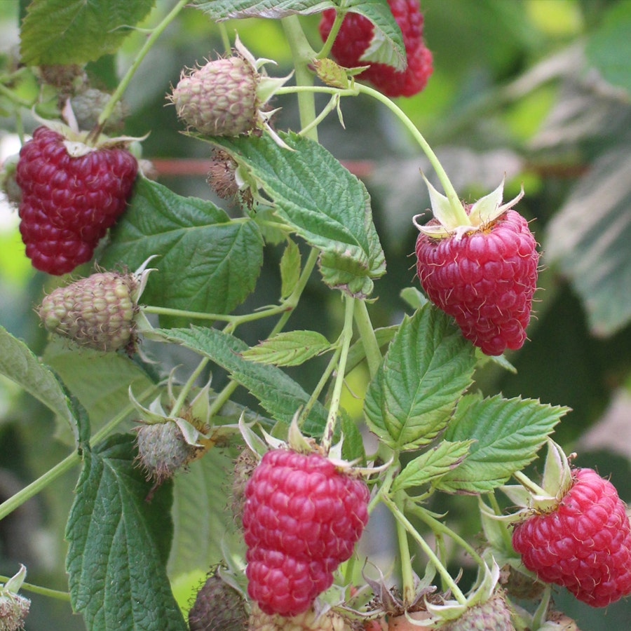 Raspbery Joan J