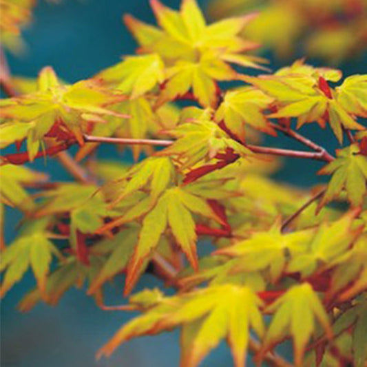 Acer 'Bihou'