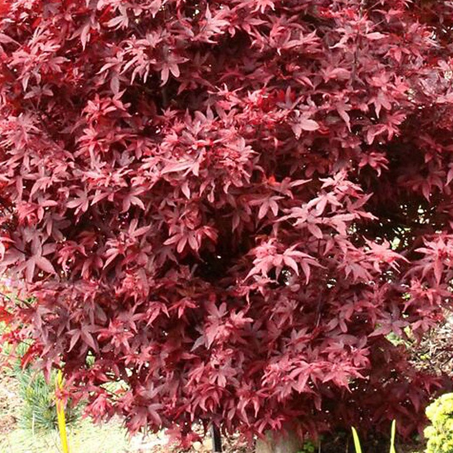 Acer 'Twombly's Red Sentinel'