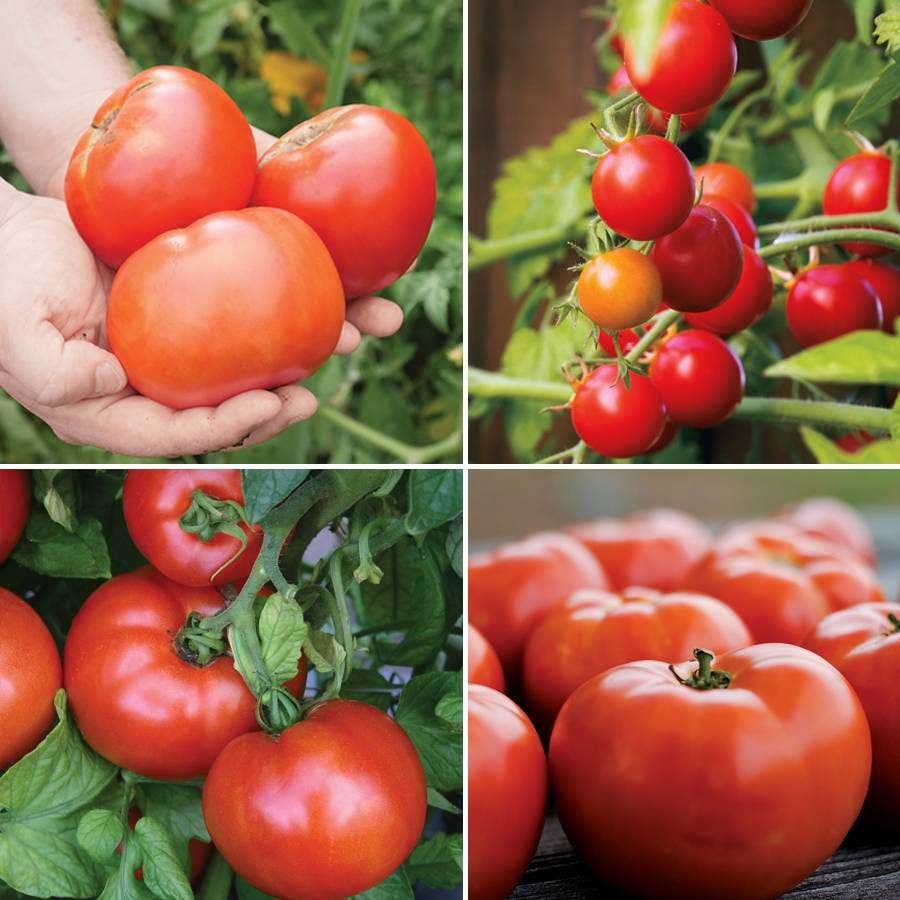 park seed tomato plants Park Seed Exclusive Tomato Seed Bundle