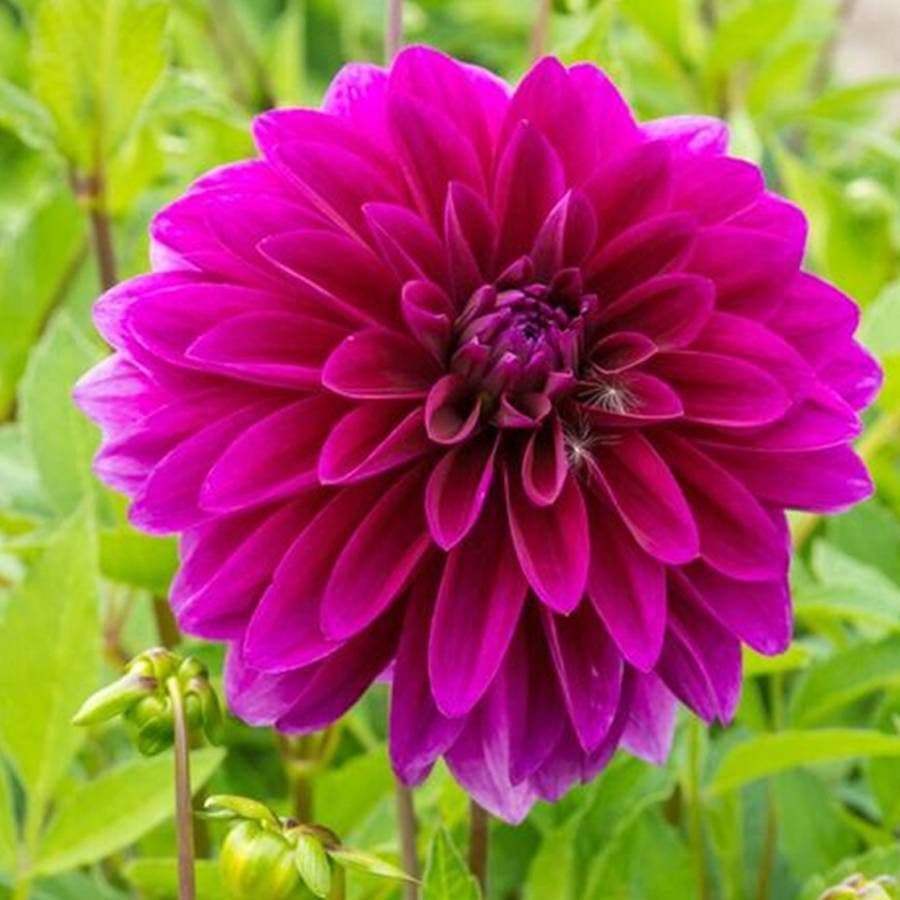 'Le Baron' Dahlia Bulb