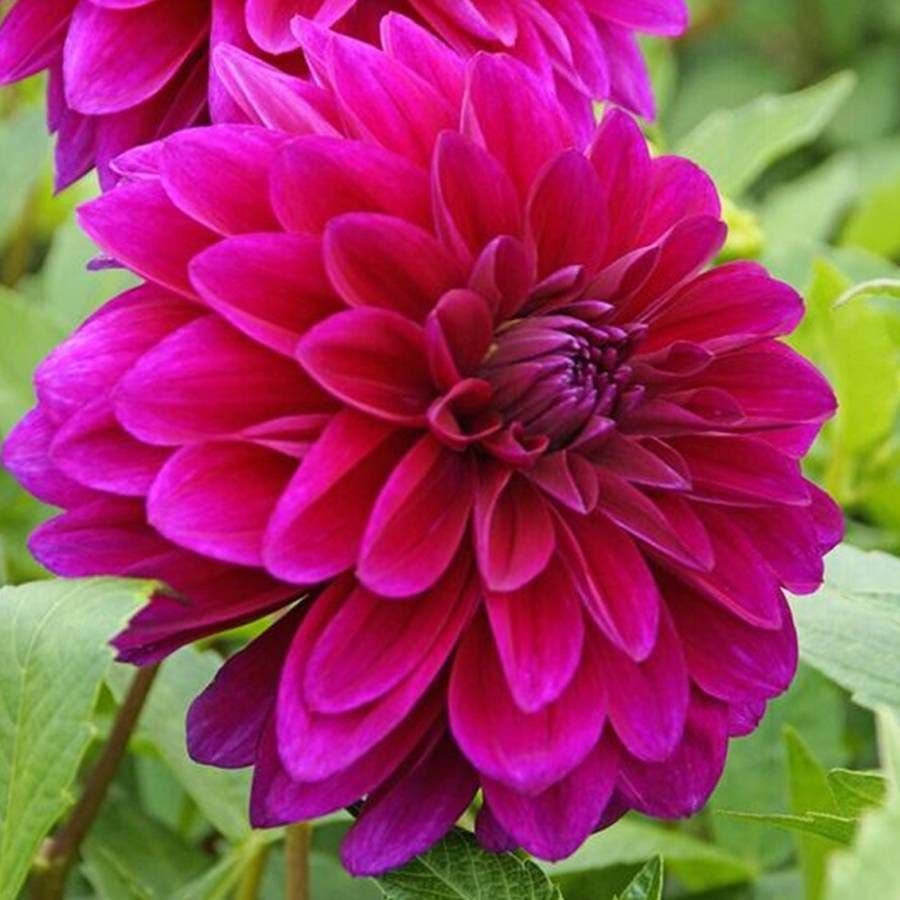 'Le Baron' Dahlia Bulb