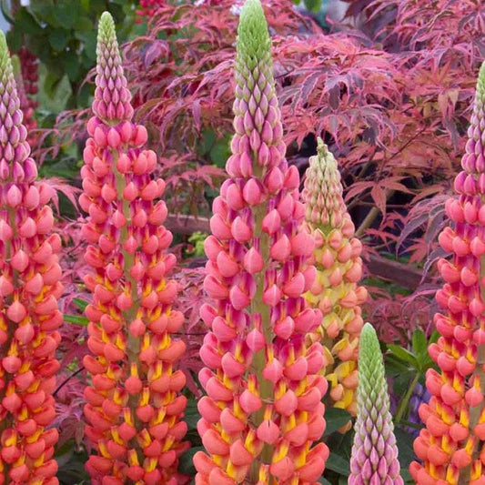 Lupine Westcountry™ 'TerraCotta'