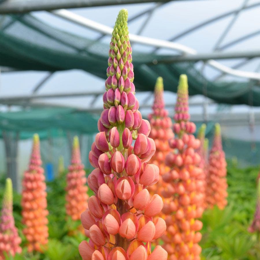 Lupine Westcountry™ 'TerraCotta'