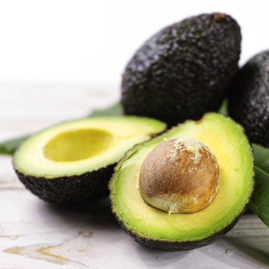 Persea Avocado 'Hass'