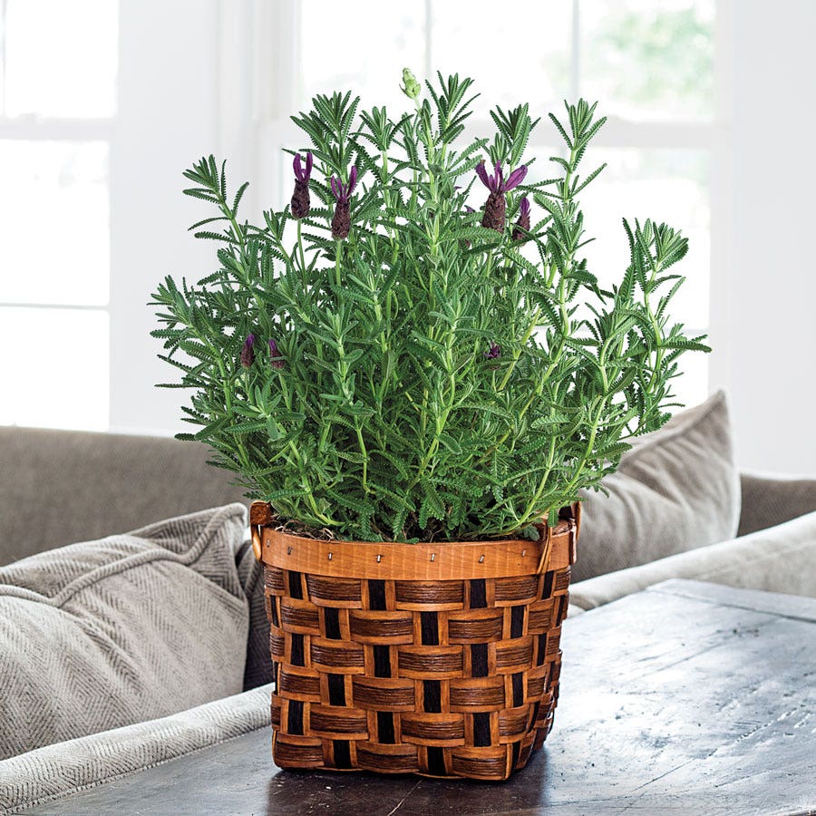real lavender plant indoor Lavender Gift Plant – Park Seed