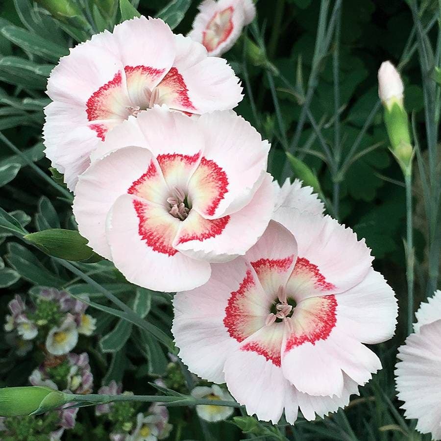 Dianthus American Pie® Georgia Peach Pie