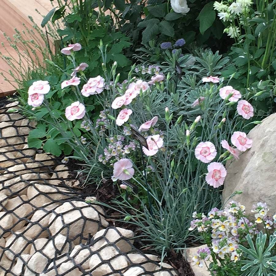 Dianthus American Pie® Georgia Peach Pie