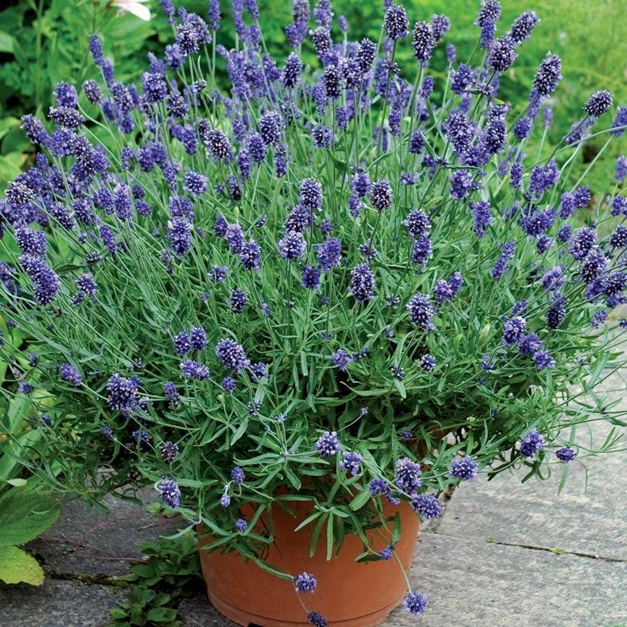 sweet romance lavender seeds Lavandula Sweet Romance | 1-Quart | Blue,Purple