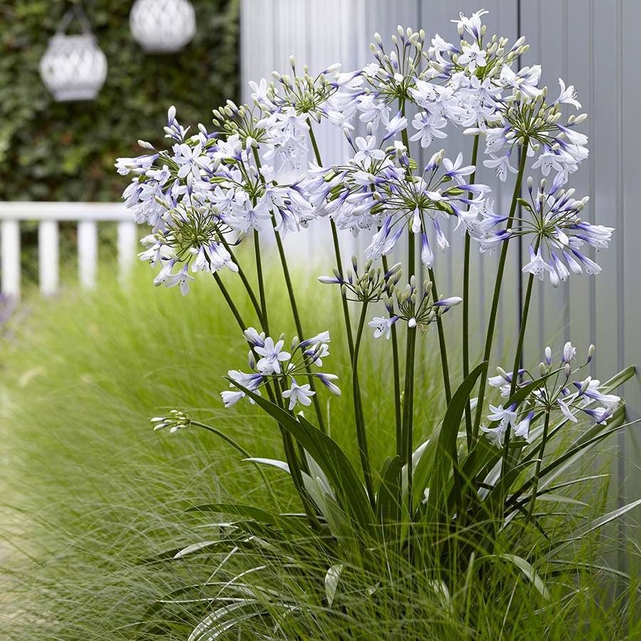 agapanthus seeds from flower Agapanthus 'Twister'