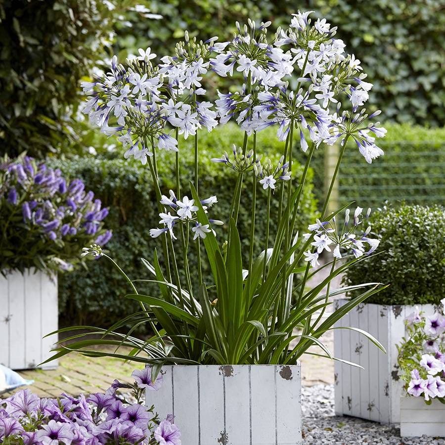 Agapanthus 'Twister'