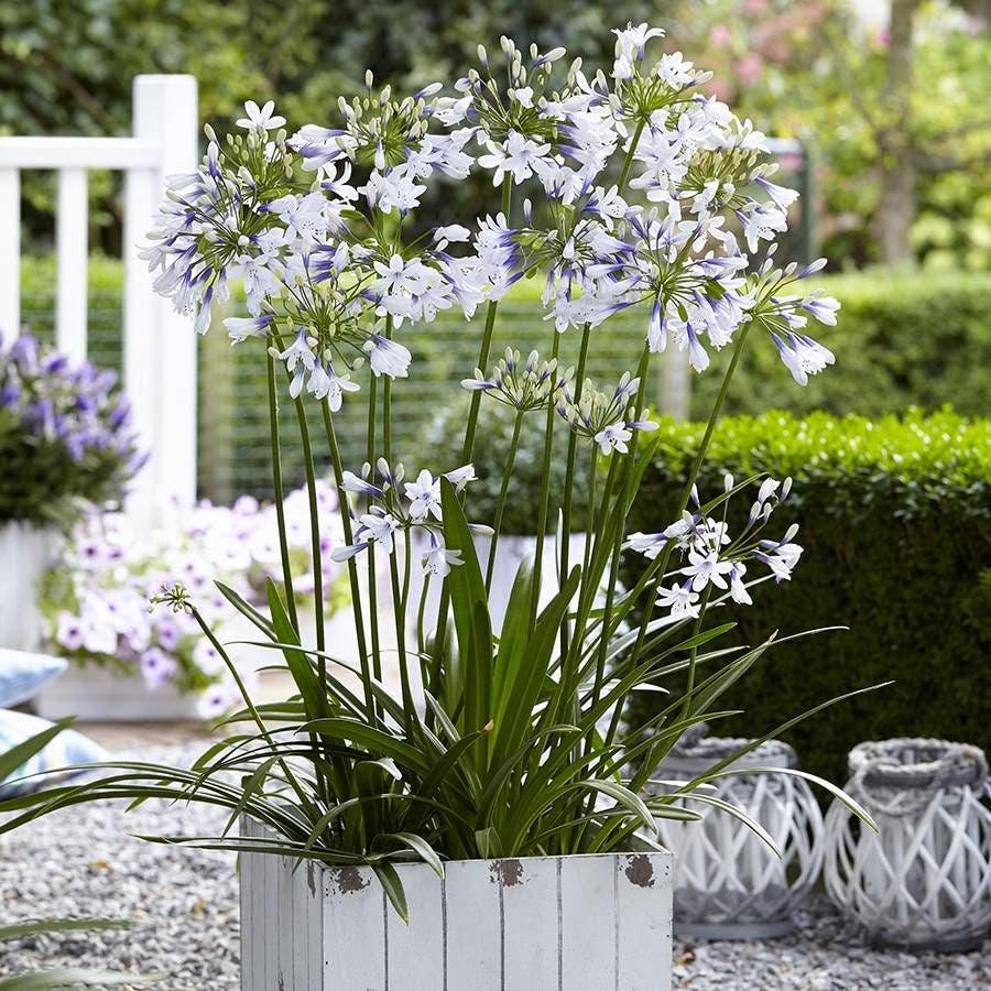 Agapanthus 'Twister'